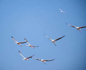 flamencos 5