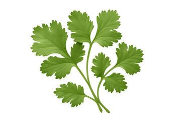 Fototapeta premium Close-up of a vibrant green cilantro sprig, isolated on a transparent background, ready for culinary or design projects