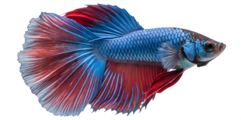 A vibrant betta fish with long, flowing fins. The fish displays a striking blue body with red accents. It swims gracefully against a transparent background.