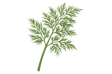 Fototapeta premium Sprig of fresh dill on transparent background, showcasing its delicate leaves and stem, ideal for culinary or food-related designs