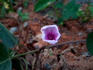 Purple morning glory flower, which has the scientific name Ipomoea purpurea, is a type of flower that is often referred to as "Sri Pagi Ungu" or "Terulak Ungu" in Indonesian.