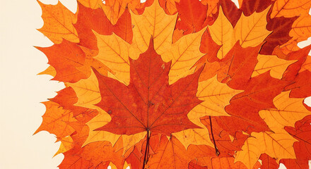 Fototapeta premium Scattered maple leaves in red orange and yellow on white background