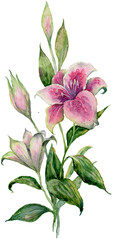 Watercolor lily branch: One bloom faces viewer, another half-open sideways, plus bud. Green leaves on white BG. Isolated. Transparent PNG included. Floral art for stationery and wedding designs.