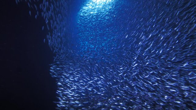 The camera glides forward through a shimmering cloud of fish swirling in hypnotic spirals inside a blue-lit underwater cave, revealing the glowing exit ahead.