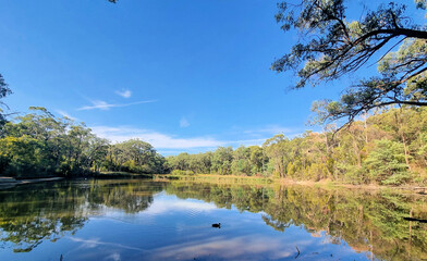 A lake surrounded by trees on the Edward Hunter Bush Reserve Moe Victoria. Reflections of the trees...