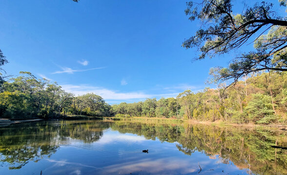 A lake surrounded by trees on the Edward Hunter Bush Reserve Moe Victoria. Reflections of the trees can be seen on the water.