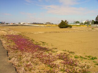 早春の近郊のホトケノザ咲く畔と畑風景