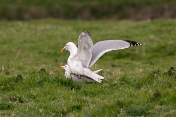 Goéland argenté, accouplement,
Larus argentatus, European Herring Gull