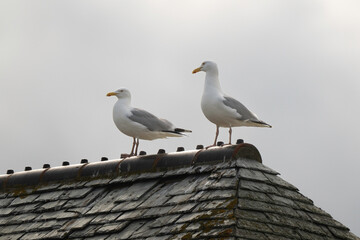Goéland argenté, Larus argentatus, European Herring Gull, toit en ardoise