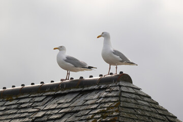 Obraz premium Goéland argenté, Larus argentatus, European Herring Gull, toit en ardoise