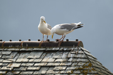 Go&eacute;land argent&eacute;, Larus argentatus, European Herring Gull, toit en ardoise