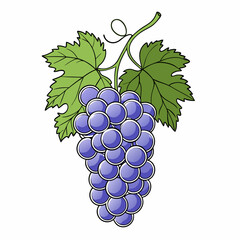 Fototapeta premium Simple line drawing of a grape bunch with stem