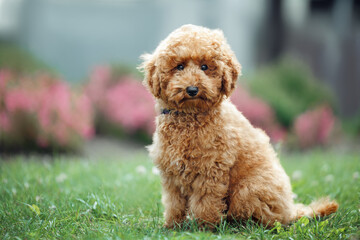 miniature poodle puppy sitting in the park