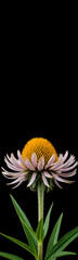A close-up of a purple coneflower with a yellow center against a black background. The flower has elongated petals and green leaves.