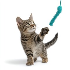 Obraz premium Playful Grey Tabby Kitten Engaging with a Colorful Toy, Capturing the Joyful Spirit of Feline Playtime and Curiosity in a Bright Indoor Setting