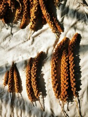  Broomcorn millet (Chumiza) dried naturally on fabric – rustic top-down view on different sizes. Traditional crop from a clean home garden, ready for storage or seed collection.
