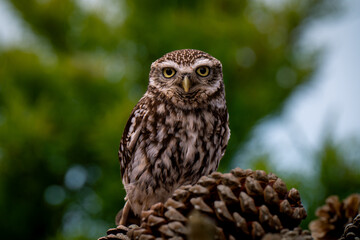 little owl sitting on pinecones