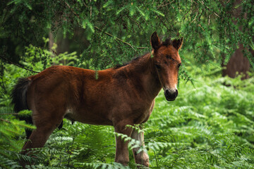 foal in a forest in New Forest