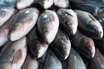 Fresh fish lies on ice in a supermarket