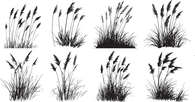 Hand Drawn Beach Grass Vector Set &ndash; Coastal Plant Illustration