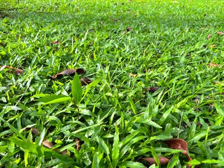 copy space grass background, botanical grass leaf texture, green turf maintenance concept, outdoor nature design element, environmental sustainability banner, lawn care promotional background,