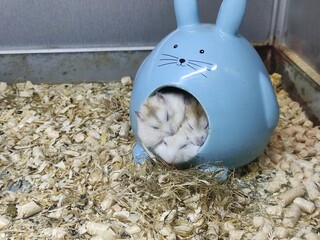 Djungarian hamsters sleep in a cute bunny-shaped house