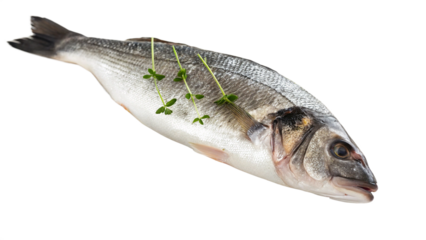 A fresh fillet of fatty Bass Black fish with herbs on white or transparent background