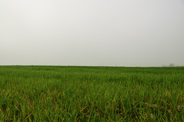 green grass in a field with a misty sky