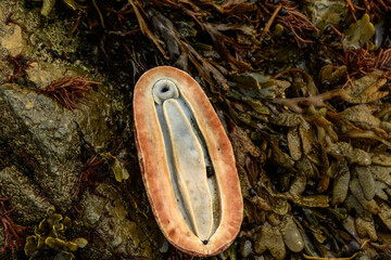 Steller's cryptochiton is a clam on a rock covered with seaweed