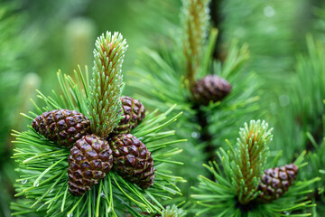 cedar cones on a branch in the forest