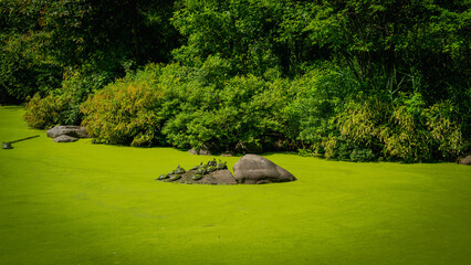 Tranquil Brooklyn New York summer landscape at Prospect Park Lake with little turtles on the rock and green algae in the water