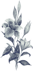 Neutral watercolor lilies: Gray-blue monochrome branch with open, half-open blooms and bud. Soft, versatile. Transparent PNG. Perfect for subtle wedding accents, bookplates, or minimalist design