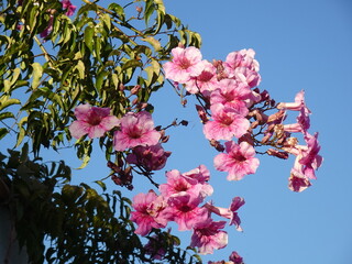 [Spain] Beautiful pink flowers and blue sky (the Albaicín, Granada)