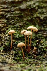 Mushrooms growing on a tree trunk in the forest
