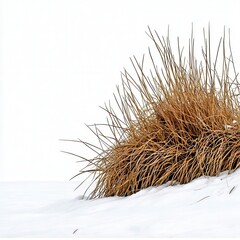 Dried Brown Grass in Pristine White Snow Minimalist Winter Scene