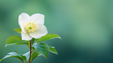 Fototapeta premium Beautiful white flower with delicate petals and green leaves stands out against soft green background, evoking sense of tranquility and freshness
