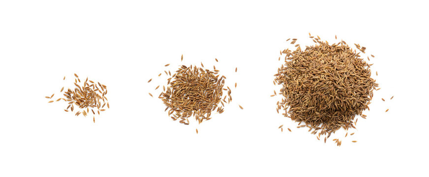 Cumin seed isolated. Caraway or fennel dry seeds close up, zeera macro, Indian cumin or zira grains