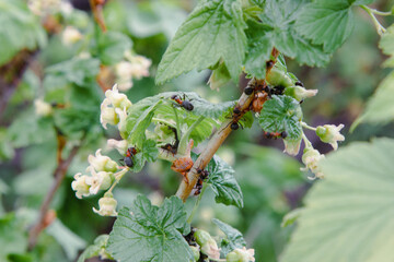 Ants on red currant flowers, close-up.