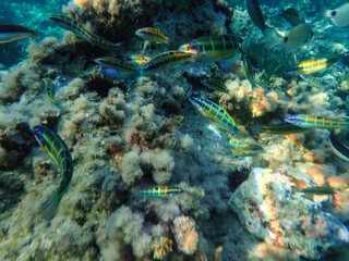 Ocean blue underwater with sunrays, Underwater Sea Deep Water Abstract Sunshine, sea wave , clean waters in summer time, Natural underwater seascape, sand on ocean floor and water surface with sunligh