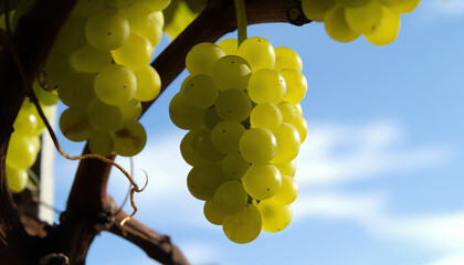 A bunch of green grapes on a vine. Grapes with the blue sky in the background.