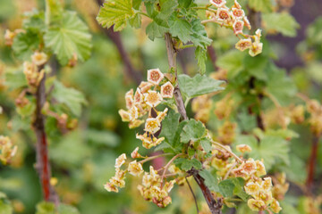 Delicate light currant flowers on a thin twig on a spring day. Red currant. Black currant. A soft natural background with lots of greenery
