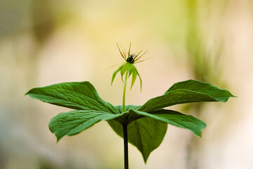 Paris quadrifolia: delicate forest bloom with distinct Black berry