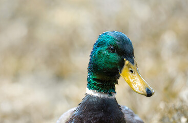 Portrait of a male mallard duck in natural light