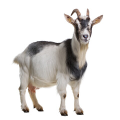 Obraz premium Image of One Goat Isolated White Background