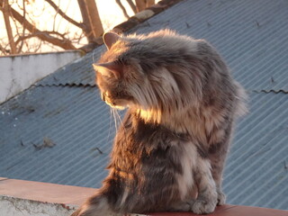 [Spain] Stray cat sitting on a white wall (the Albaicín, Granada)