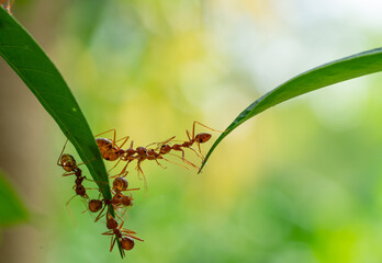 Ant action standing.Ant bridge unity team,Concept team work together Red ant,Weaver Ants (Oecophylla smaragdina),Action of ant carry food