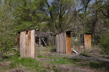 Three wooden outdoor toilets standing in an overgrown grassy area surrounded by trees