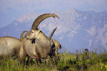 Wild Alpine ibexes in the Swiss Alps during sunrise, grazing and resting on mountain slopes with...