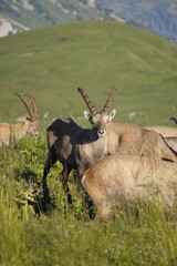 Wild Alpine ibexes in the Swiss Alps during sunrise, grazing and resting on mountain slopes with...