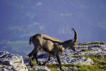 Wild Alpine ibexes in the Swiss Alps during sunrise, grazing and resting on mountain slopes with...